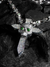 Skeleton Cross With Green Eyes Pendant